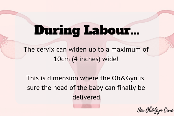  The cervix can widen up to a maximum of 10cm (4 inches) wide! This is dimension where we are sure the head of the baby can finally be delivered.
