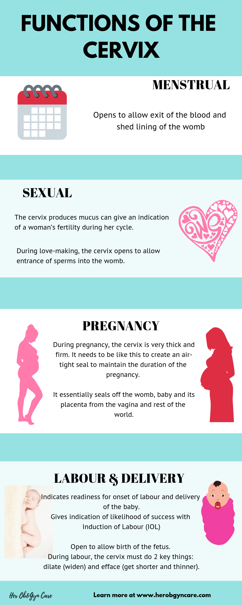 Basic functions of the cervix in menstruation, sex and fertility, pregnancy and labour